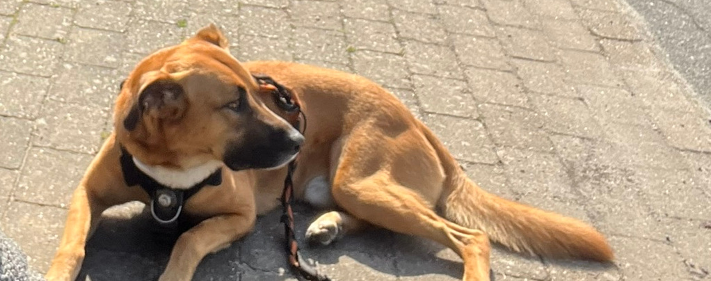 Like Butter Scraped Over Too Much Bread